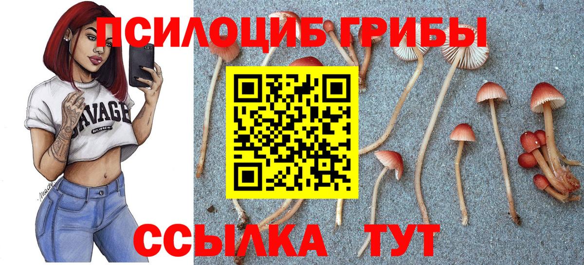наркотики  Галлюциногенные грибы Psilocybe  Вход с VPN  Унеча  Псилоцибиновые грибы прущие грибы 